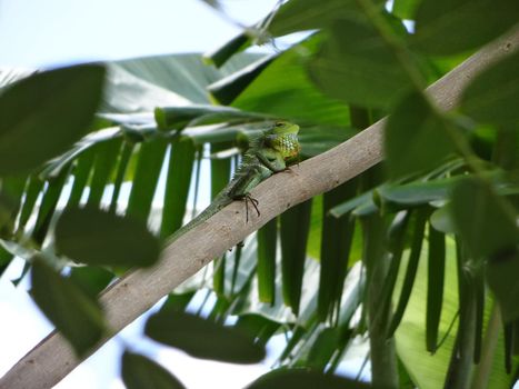 Green lizard in a tree in Sri Lanka.