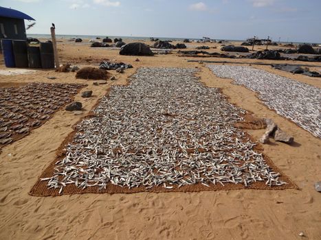 Fish market on a beach in Negombo, Sri Lanka.