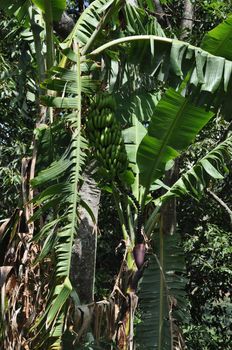 Wild bananas in a tree in Sri Lanka.