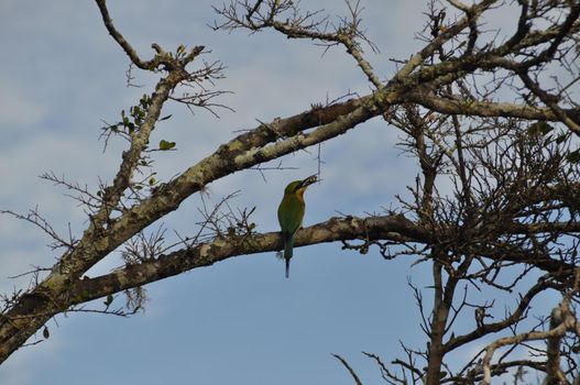 Crimson-fronted barbet bird in Sri Lanka.