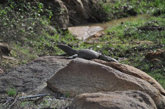 A water monitor lizard in Yala National Park, Sri Lanka.