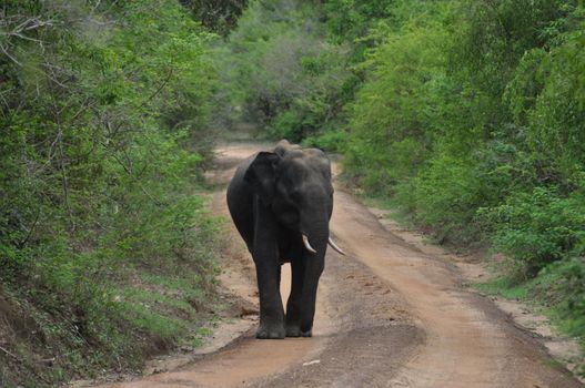 Elephant in Yala National Park, Sri Lanka.