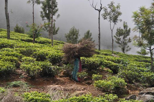 Tea plantation near the city of Haputale, Sri Lanka.