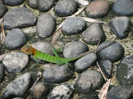 Green garden lizard in Sri Lanka.