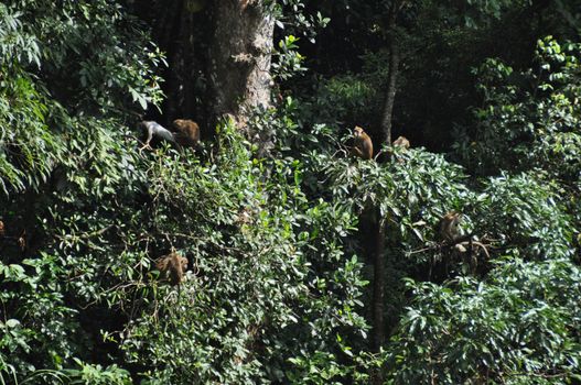 Monkeys in the jungle near Kandy, Sri Lanka.