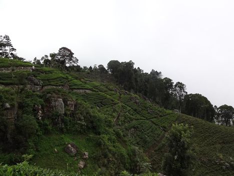 Tea plantation near the city of Haputale, Sri Lanka.