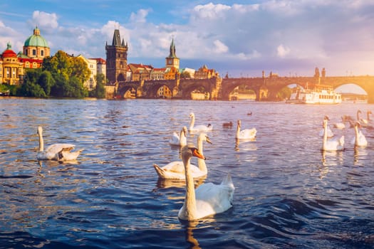 View of Prague Charles bridge near the Vltava river. Swan on the river. Swans swim in the Vltava river. Charles Bridge at sunset. Prague Swans of the Vltava River, Prague, Czech Republic