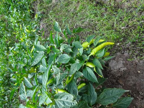 Green pepper plant somewhere in Sri Lanka.