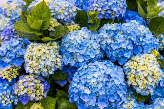 Blue and white hydrangeas in Azores islands. Azores. Portugal. Blue hydrangea from the Azores islands