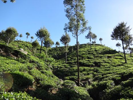 Tea plantation near the city of Haputale, Sri Lanka.