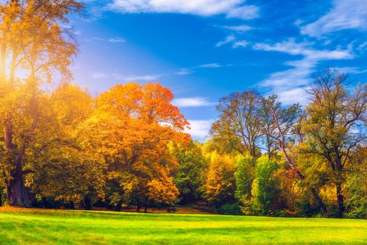 Golden autumn scene in a park, with falling leaves, the sun shining through the trees and blue sky. Colorful foliage in the park, falling leaves natural background