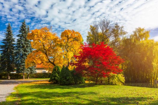 Autumn scene, fall,  red and yellow trees and leaves in sun light. Beautiful autumn landscape with yellow trees and sun. Colorful foliage in the park, falling leaves natural background