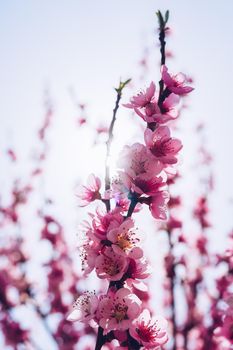 Spring blossom background. Beautiful nature scene with blooming tree and sun flare. Sunny day. Spring flowers. Beautiful Orchard. Abstract blurred background. Springtime