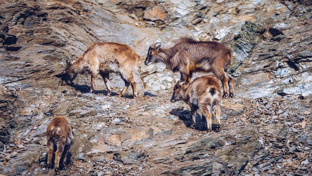Mountain goat walks up rocky bluff. Wild Mountain Goat in natural enviroment.