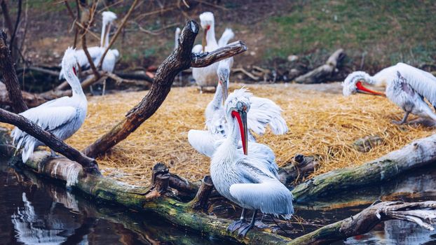 Dalmatian Pelican (Pelecanus crispus) in natural enviroment.