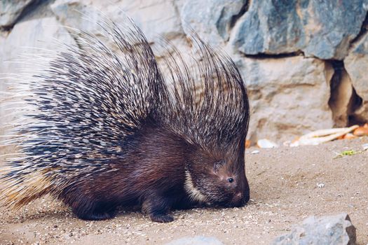 Porcupine in a Zoo in Prague, the Czech Republic. Large Porcupine, Common Porcupine. Close up of a big porcupine.