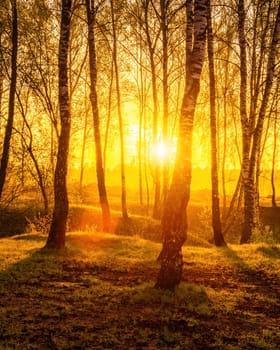 Sunrise or sunset in a spring birch forest with rays of sun shining through tree trunks by shadows and young green grass. Misty morning landscape.