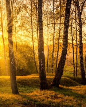 Sunrise or sunset in a spring birch forest with rays of sun shining through tree trunks by shadows and young green grass. Misty morning landscape.