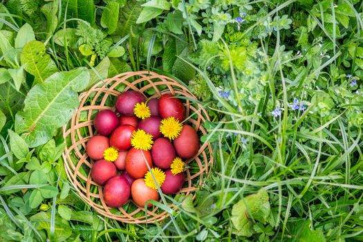 Red easter eggs on the grass with flowers and blowballs, naturally colored easter eggs with onion husks. Happy Easter, Christian religious holiday.