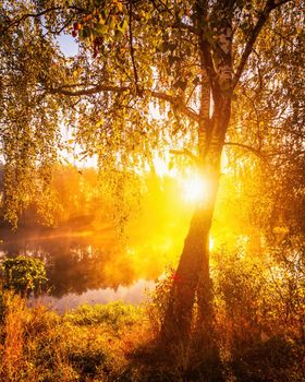 Golden misty sunrise on the pond in the autumn morning. Birch trees with rays of the sun cutting through the branches, reflected in the water.