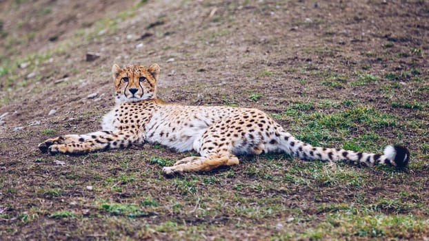 Cheetah, friendly animals at the Prague Zoo. View of the cheetah in the Prague Zoo. Cheetah relaxing on a grass hill. Predatory Cheetah, Zoo Prague, Czech Republic. Predatory Cheetah in Zoo Prague.