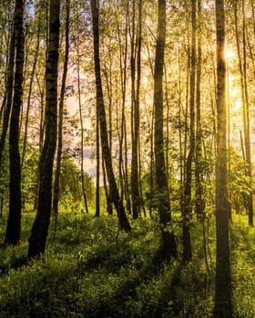 Sunrise or sunset in a spring birch forest with rays of sun shining through tree trunks by shadows and young green grass. Misty landscape.