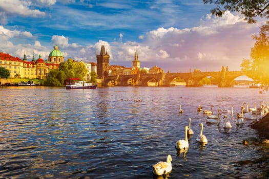 View of Prague Charles bridge near the Vltava river. Swan on the river. Swans swim in the Vltava river. Charles Bridge at sunset. Prague Swans of the Vltava River, Prague, Czech Republic