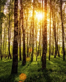 Sunrise or sunset in a spring birch forest with rays of sun shining through tree trunks by shadows and young green grass. Misty landscape.