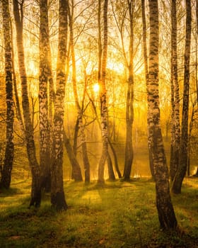 Sunrise near a pond with birches on the shore and fog over the water on a spring or early summer morning. Sun rays breaking through birch trees.