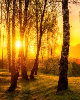 Sunrise or sunset in a spring birch forest with rays of sun shining through tree trunks by shadows and young green grass. Misty morning landscape.