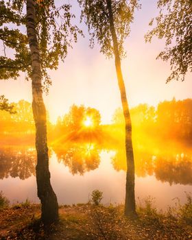 Golden misty sunrise on the pond in the autumn morning. Birch trees with rays of the sun cutting through the branches, reflected in the water.