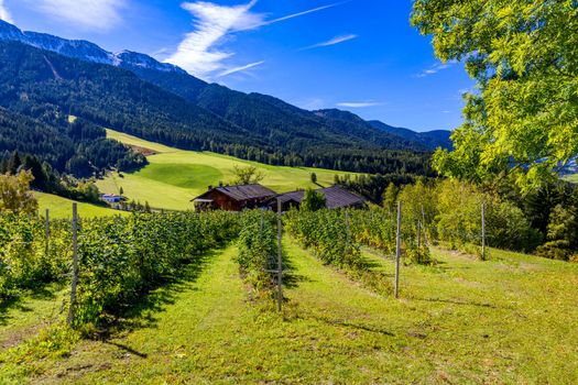 Farm field and village. Farm field and village on a blue sky day. Rural landscape farmhouse. Farm field and a village in Italy. Scenic farm field and a village in Italy in summer