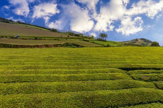 Tea plantation in Porto Formoso. Amazing landscape of outstanding natural beauty. Azores, Portugal Europe. Tea plantation on the north coast of Sao Miguel Island in the Azores, Portugal.