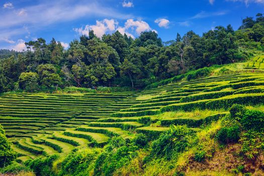 Tea plantation in Porto Formoso. Amazing landscape of outstanding natural beauty. Azores, Portugal Europe. Tea plantation on the north coast of Sao Miguel Island in the Azores, Portugal.