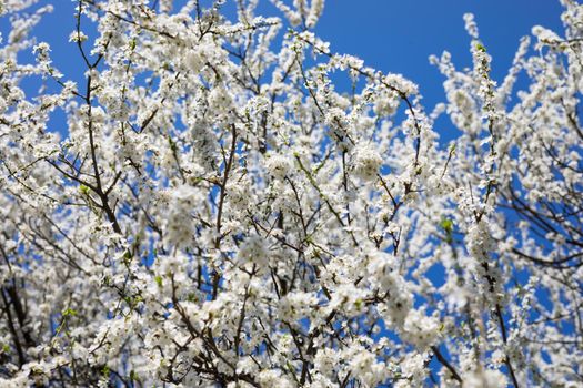 Flowering cherry against a blue sky. Cherry blossoms. Spring background. Blossoming cherry trees in spring. Spring Cherry blossoms, pink flowers.
