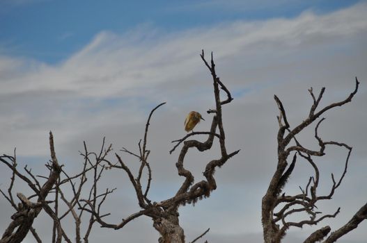 Indian Pond Heron bird in a tree, Sri Lanka.