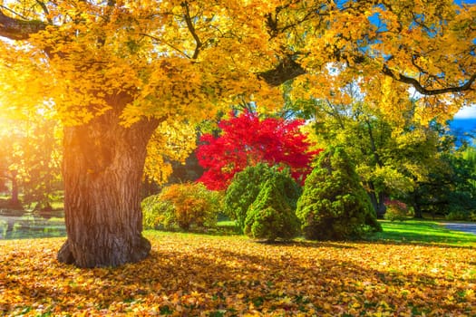 Autumn scene, fall,  red and yellow trees and leaves in sun light. Beautiful autumn landscape with yellow trees and sun. Colorful foliage in the park, falling leaves natural background
