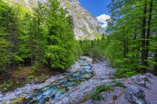 Cold mountain stream coming from Savica waterfall, river Sava near lake Bohinj, Slovenian Alps, Slovenia. The Sava Bohinjka is a headwater of the Sava River in northwestern Slovenia.