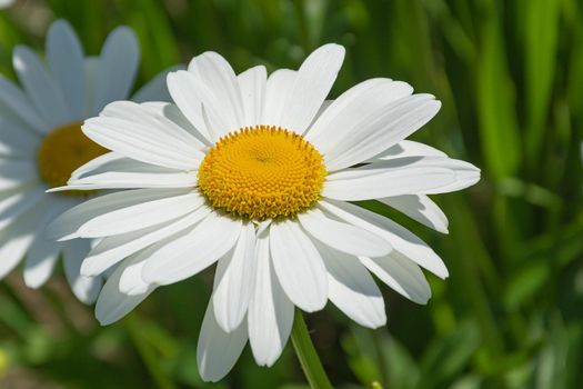 Close-up chamomile flower with blurred background and bokeh elements. Stock photography.