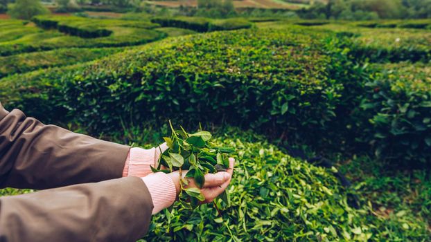 Tea plantation in Porto Formoso. Amazing landscape of outstanding natural beauty. Azores, Portugal Europe. Tea plantation on the north coast of Sao Miguel Island in the Azores, Portugal.
