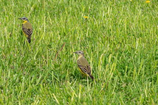 Two birds in the grass. Close-up, blurred, background. Stock photography.