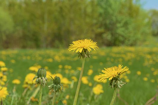 Yellow dandelion flower on a blurred background with bokeh elements. Stock photography.