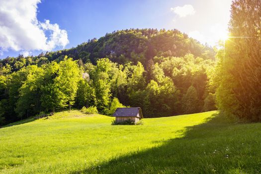 Secluded cabin in the woods. Mountain Log Cabin surrounded by trees and grass.