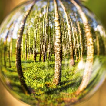 Birch forest reflected in a crystal ball. Concept of nature, environmental protection and relaxation on the nature.