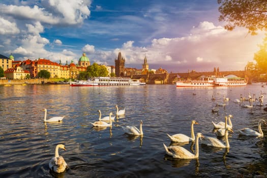 View of Prague Charles bridge near the Vltava river. Swan on the river. Swans swim in the Vltava river. Charles Bridge at sunset. Prague Swans of the Vltava River, Prague, Czech Republic