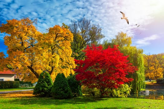 Autumn scene, fall,  red and yellow trees and leaves in sun light. Beautiful autumn landscape with yellow trees and sun. Colorful foliage in the park, falling leaves natural background