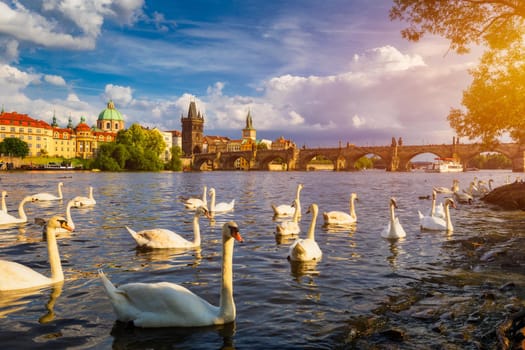 View of Prague Charles bridge near the Vltava river. Swan on the river. Swans swim in the Vltava river. Charles Bridge at sunset. Prague Swans of the Vltava River, Prague, Czech Republic