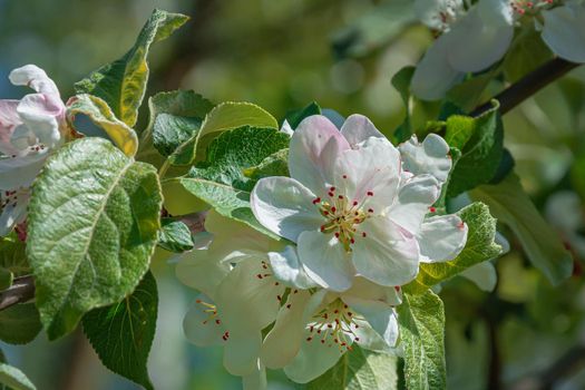 White flowers of a fruit tree on a branch with green leaves. Close-up, blurred, background. Stock photography.