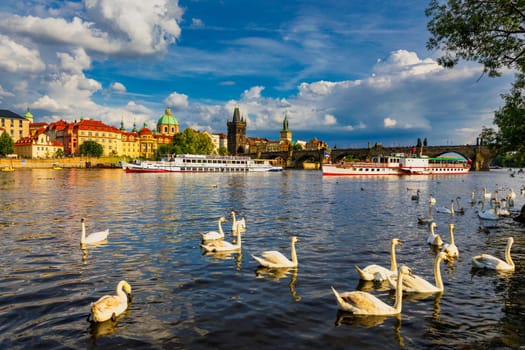 View of Prague Charles bridge near the Vltava river. Swan on the river. Swans swim in the Vltava river. Charles Bridge at sunset. Prague Swans of the Vltava River, Prague, Czech Republic