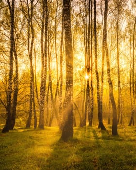 Sunrise near a pond with birches on the shore and fog over the water on a spring or early summer morning. Sun rays breaking through birch trees.